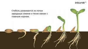 24. Побег и почки