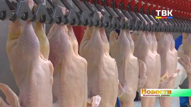 Улыбинская птицефабрика начала поставки своей продукции