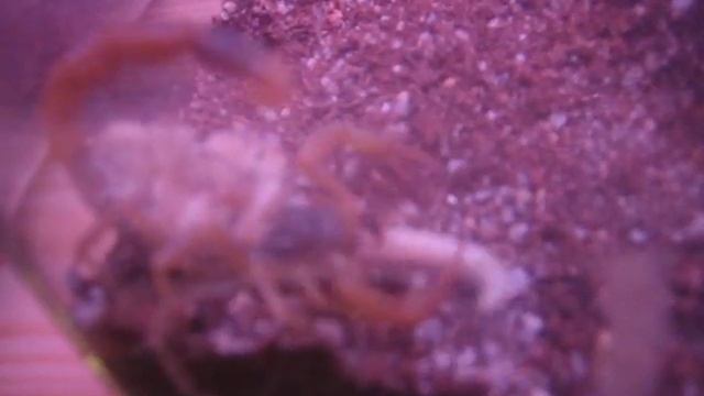 Mesobuthus Martenssi смотреть онлайн