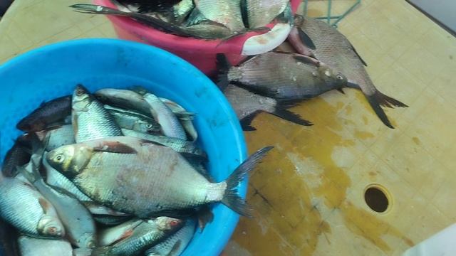 как правильно солить рыбу большую и маленькую