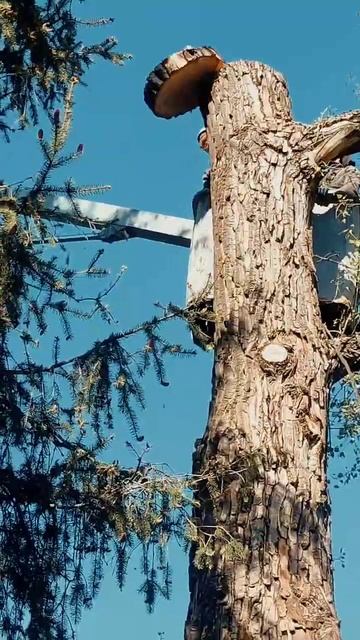 Обрезка огромного тополя с автовышки #lumberjacks #tree #stihl https://boosty.to/dro_va/donate смотреть онлайн