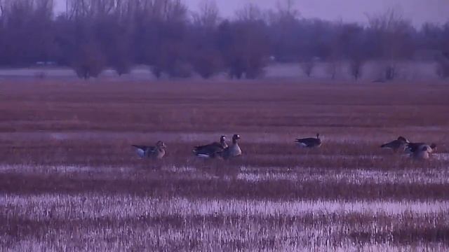 Апрель. Белолобые гуси на отдыхе. смотреть онлайн