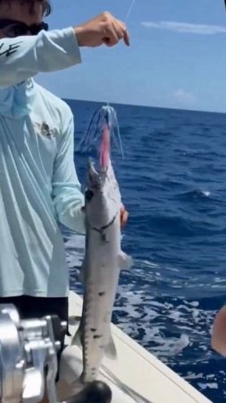 Barracuda Bites Back! 😲 #fishing #shorts