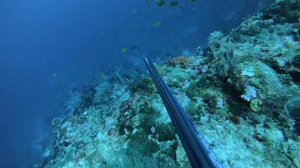 TOP SHOTS! Spearfishing Philippines 2020!