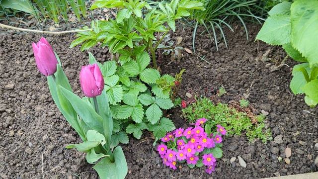 Весенняя красота в нашем огороде. Тюльпаны. Примулы. Рододендроны 🌸🌷 11.4.2024 год. Германия.