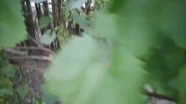 Виноград в Павлодаре на 7 августа. смотреть онлайн