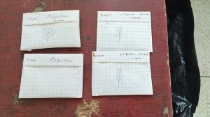 Садим Рассаду Вопросы по Семенам