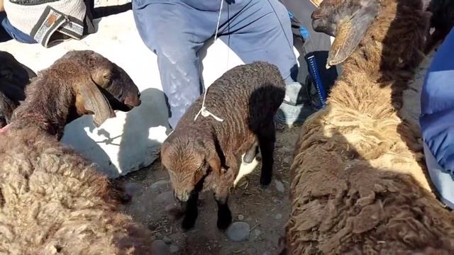 ИФТОРЛЕК УЧУН ҚУЙ ВА ЭЧКИ НАРХЛАР ИСКАРА БОЗОРИДА ЖИГАРЛАР. смотреть онлайн