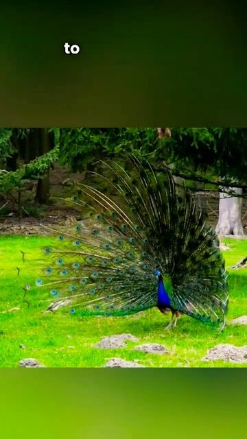 Peacock Sound😚🤗 #peacock #birds #subscribe #shorts смотреть онлайн