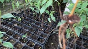 Гилас  (черешня)тамыры (подвой) ВСЛ-2 результат