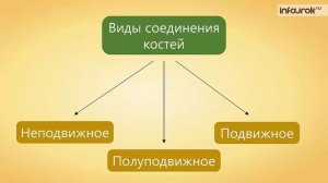 47. Опорно - двигательная система животных