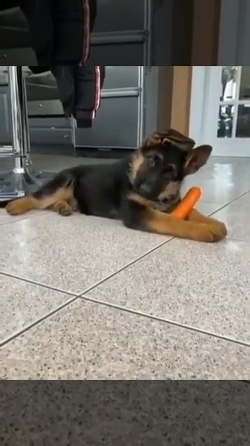 Щенок со смешными ушками смотреть онлайн