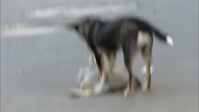 Главное погрызьть смотреть онлайн