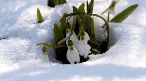 Подснежник