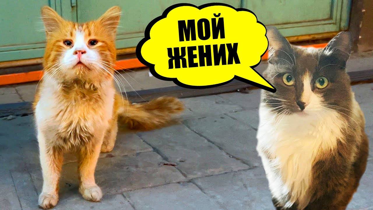 Алиса включи мне котики