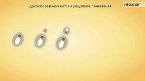 9. Плесневые грибы и дрожжи