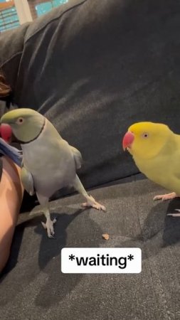 Why’s he standing like that?? #talkingparrot #talkingbird #cuteanimals #funnyanimals #couplegoals