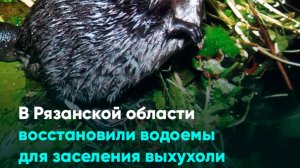 В Рязанской области восстановили водоемы для заселения выхухоли