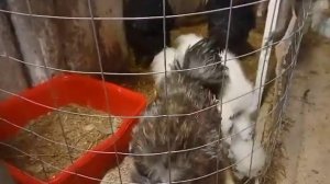 Куры породы Китайская шёлковая  голошейка