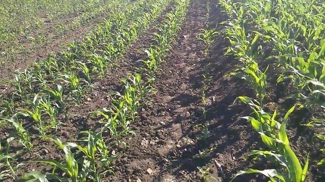 Кукурудза міжрядка 38см 7 червня смотреть онлайн