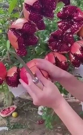 Самые полезные фрукты в мире