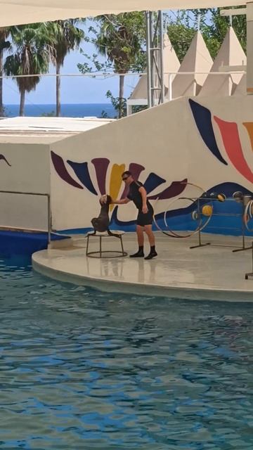 Морские котики #морскиекотики смотреть онлайн