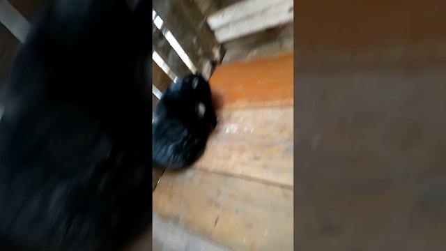 клітка для кроликів смотреть онлайн