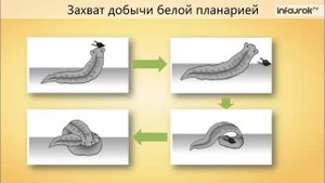 12. Тип Плоские черви. Класс Ресничные черви
