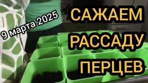 Сажаем рассаду перцев 09.03.2025