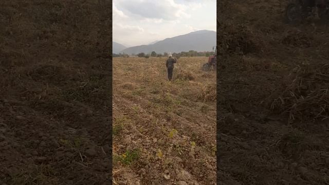 Уборка фасоль смотреть онлайн