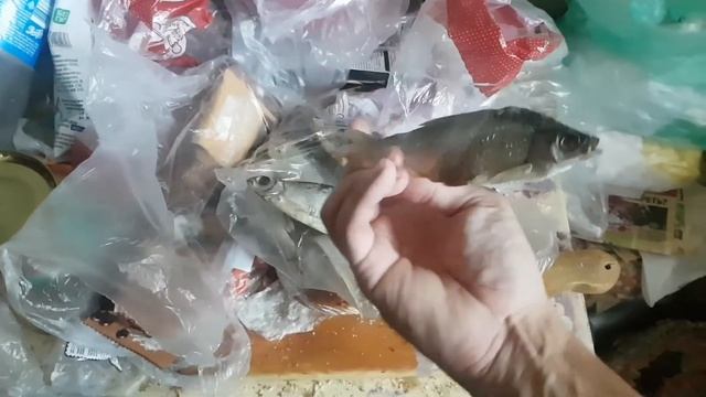 Уличный баянист. Угостили таранкой Лещ плотва. Копчёный окунь