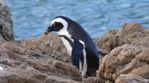 Penguin Sounds, Penguin Sound Effects and Videos | The Cutest Animal Videos