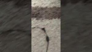 Робот собачка своими руками на Ардуино. Первые шаги