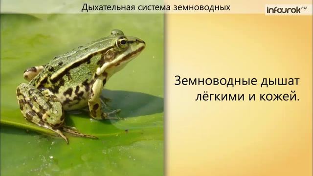 49. Органы дыхания и газообмен смотреть онлайн