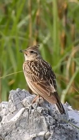Natural birds sing 2 #birds #wildlife #nature