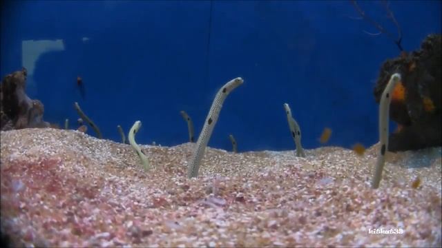 Garden Eels смотреть онлайн