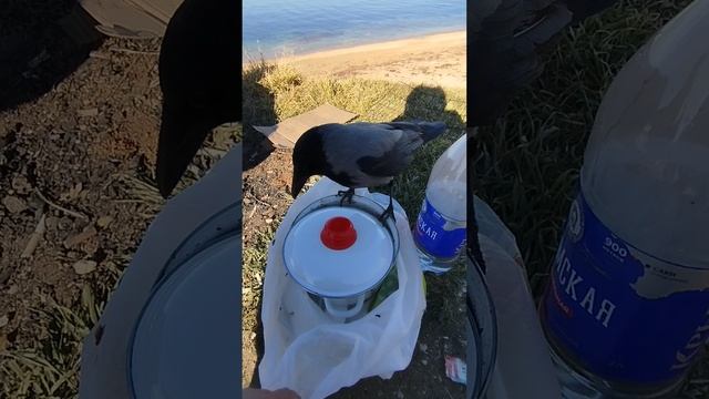 Ворона хулиганка.