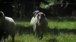 Немки поют о животных