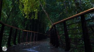 Звук дождя, звук капель дождя, шум дождя, который поможет вам заснуть