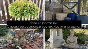 Новинки растений. Строим декоративный мостик. Как пережили морозы мои растения.