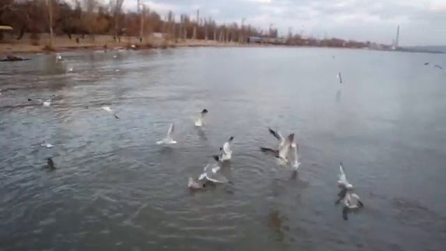 MOV08687 смотреть онлайн