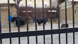 Часть 1_  Московский зоопарк_Прогулка _Животные