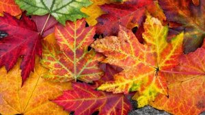 ОСЕННЯЯ РАПСОДИЯ.