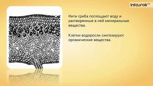 12. Лишайники