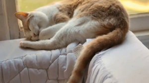 милый котик спит