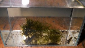 Креветки Амано - динамика поедания водорослей.