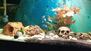 аквариум на 200 литров