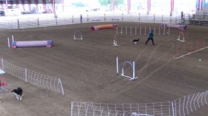 Ally - Weavers - NADAC Hosted Trial - Norco, CA May 2018