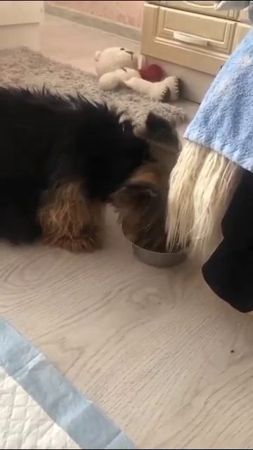 С каким аппетитом кушает Лиза 😁 смотреть онлайн