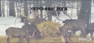 Пятнистые олени с трофейными рогами